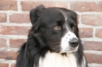 Einstein, de meedenk-hond